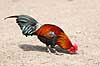Bankivah�ne. Dv�rgkok Gallus gallus    fugle Dv�rgh�ns, Fasanfugle, Phasianidae, H�nsefugle, Galliformes, h�ns, hane