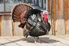 Kalkunkok. Kalkun Meleagris gallopavo    fugle Fasanfugle, Phasianidae, H�nsefugle, Galliformes, kalkuner