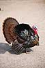 Kalkunkok. Kalkun Meleagris gallopavo    fugle Fasanfugle, Phasianidae, H�nsefugle, Galliformes, kalkuner
