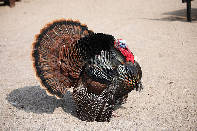 Kalkunkok. Kalkun; Meleagris gallopavo; ; ; ; fugle; Fasanfugle, Phasianidae, H�nsefugle, Galliformes, kalkuner