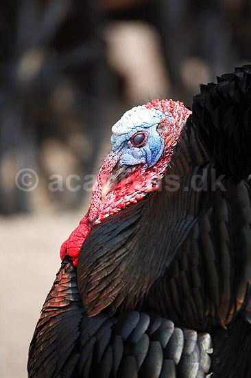 Kalkunkok. Kalkun - d�kker �jet med blinkhinde; Meleagris gallopavo; ; ; ; fugle; Fasanfugle, Phasianidae, H�nsefugle, Galliformes, kalkuner