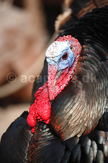 Kalkunkok. Kalkun; Meleagris gallopavo; ; ; ; fugle; Fasanfugle, Phasianidae, H�nsefugle, Galliformes, kalkuner
