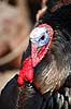 Kalkunkok. Kalkun Meleagris gallopavo    fugle Fasanfugle, Phasianidae, H�nsefugle, Galliformes, kalkuner