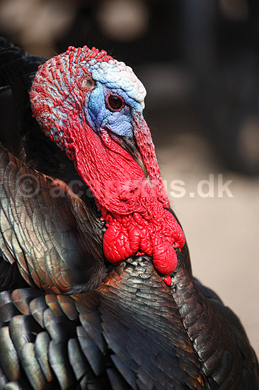 Kalkunkok. Kalkun; Meleagris gallopavo; ; ; ; fugle; Fasanfugle, Phasianidae, H�nsefugle, Galliformes, kalkuner