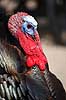 Kalkunkok. Kalkun Meleagris gallopavo    fugle Fasanfugle, Phasianidae, H�nsefugle, Galliformes, kalkuner