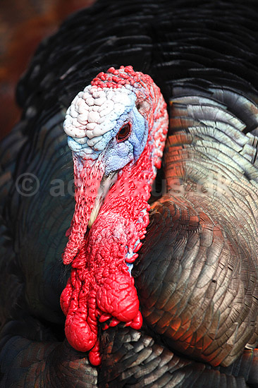 Kalkunkok. Kalkun; Meleagris gallopavo; ; ; ; fugle; Fasanfugle, Phasianidae, H�nsefugle, Galliformes, kalkuner