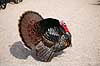 Kalkunkok. Kalkun Meleagris gallopavo    fugle Fasanfugle, Phasianidae, H�nsefugle, Galliformes, kalkuner