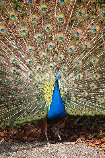 P�fugl. Indisk p�fuglekok med halefjerene rejst; Pavo cristatus; ; ; ; fugle; Indisk p�fugl, Fasanfugle, Phasianidae, H�nsefugle, Galliformes, p�fugle