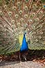 P�fugl. Indisk p�fuglekok med halefjerene rejst Pavo cristatus    fugle Indisk p�fugl, Fasanfugle, Phasianidae, H�nsefugle, Galliformes, p�fugle