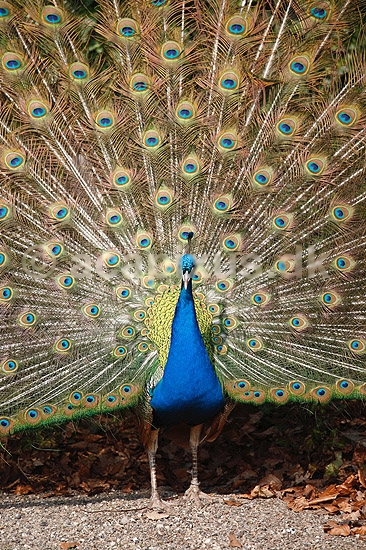 P�fugl. Indisk p�fuglekok med halefjerene rejst; Pavo cristatus; ; ; ; fugle; Indisk p�fugl, Fasanfugle, Phasianidae, H�nsefugle, Galliformes, p�fugle