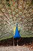 P�fugl. Indisk p�fuglekok med halefjerene rejst Pavo cristatus    fugle Indisk p�fugl, Fasanfugle, Phasianidae, H�nsefugle, Galliformes, p�fugle