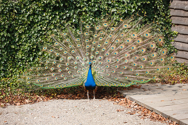 P�fugl. Indisk p�fuglekok med halefjerene rejst; Pavo cristatus; ; ; ; fugle; Indisk p�fugl, Fasanfugle, Phasianidae, H�nsefugle, Galliformes, p�fugle