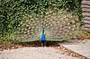P�fugl. Indisk p�fuglekok med halefjerene rejst Pavo cristatus    fugle Indisk p�fugl, Fasanfugle, Phasianidae, H�nsefugle, Galliformes, p�fugle