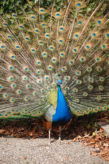 P�fugl. Indisk p�fuglekok med halefjerene rejst; Pavo cristatus; ; ; ; fugle; Indisk p�fugl, Fasanfugle, Phasianidae, H�nsefugle, Galliformes, p�fugle