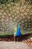 P�fugl. Indisk p�fuglekok med halefjerene rejst Pavo cristatus    fugle Indisk p�fugl, Fasanfugle, Phasianidae, H�nsefugle, Galliformes, p�fugle