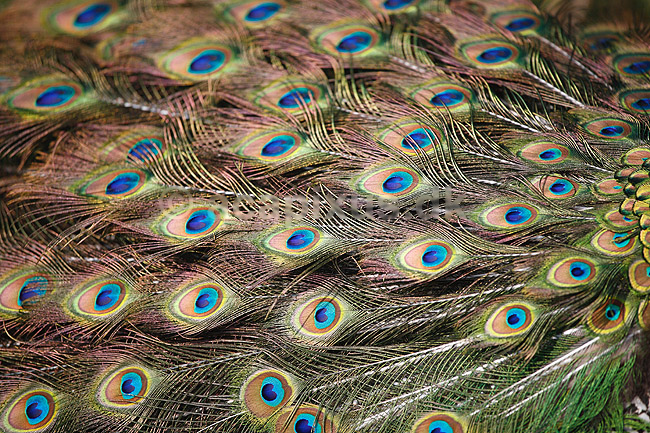 P�fugl. Indisk p�fuglekok med halefjerene rejst; Pavo cristatus; ; ; ; fugle; Indisk p�fugl, Fasanfugle, Phasianidae, H�nsefugle, Galliformes, p�fugle