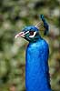 P�fugl. Indisk p�fuglekok Pavo cristatus    fugle Indisk p�fugl, Fasanfugle, Phasianidae, H�nsefugle, Galliformes, p�fugle