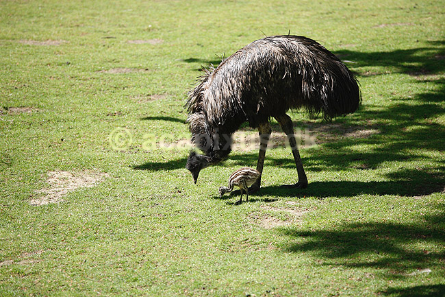 Nandu. Almindelig nandu med kylling; Rhea americana; ; ; ; fugle; Nanduer, Strudsefugle, Struthionidae