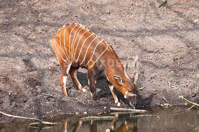 Bongo antilope; Tragelaphus euryceros; ; ; ; pattedyr; Skedehornede, Bovidae, Parrett�ede hovdyr, Artiodactyla, truede dyrearter
