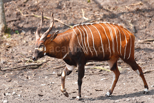 Bongo antilope; Tragelaphus euryceros; ; ; ; pattedyr; Skedehornede, Bovidae, Parrett�ede hovdyr, Artiodactyla, truede dyrearter