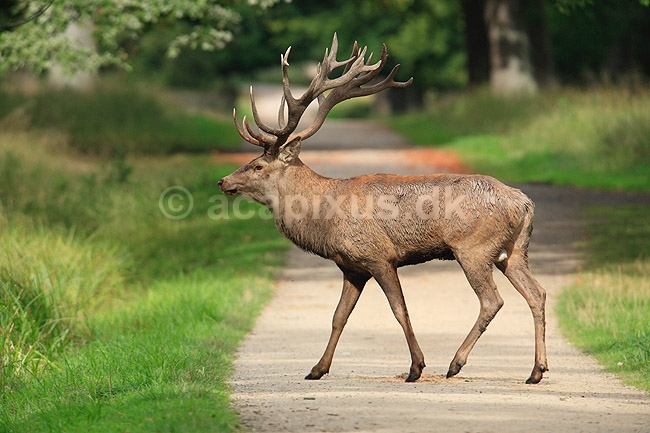 Kronhjort. Kronhjort under brunst perioden; Cervus elaphus; J�gersborg Dyrehave / Sj�lland; ; ; pattedyr; Hjorte, kronhjorte, Cervidae, Parrett�ede hovdyr, Artiodactyla, Krondyr, Red deer, kronvildt, krondyr, kronhjorte, brunst, hjort