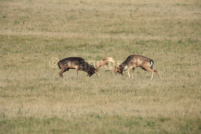 D�dyr. D�dyr p� brunstpladsen i Dyrehaven; Dama dama; J�gersborg Dyrehave / Sj�lland; ; ; pattedyr; Hjorte, Cervidae, Parrett�ede hovdyr, Artiodactyla, hjort, d�vildt, gevir, fuldskuffel, dr�vtygger, brunst, fallow deer, d�hjort, dovhjort