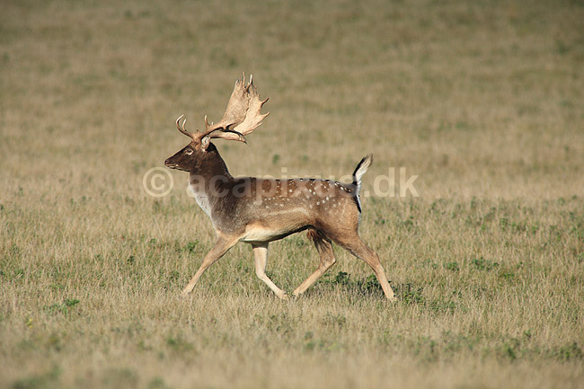 D�dyr. D�dyr p� brunstpladsen i Dyrehaven; Dama dama; J�gersborg Dyrehave / Sj�lland; ; ; pattedyr; Hjorte, Cervidae, Parrett�ede hovdyr, Artiodactyla, hjort, d�vildt, gevir, fuldskuffel, dr�vtygger, brunst, fallow deer, d�hjort, dovhjort