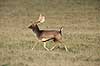 D�dyr. D�dyr p� brunstpladsen i Dyrehaven Dama dama J�gersborg Dyrehave / Sj�lland   pattedyr Hjorte, Cervidae, Parrett�ede hovdyr, Artiodactyla, hjort, d�vildt, gevir, fuldskuffel, dr�vtygger, brunst, fallow deer, d�hjort, dovhjort