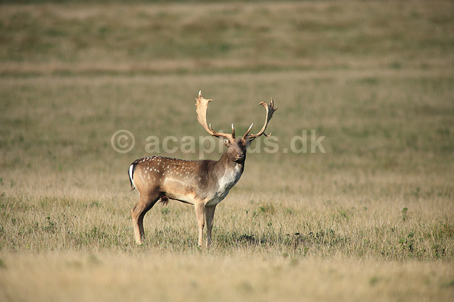 D�dyr. D�dyr p� brunstpladsen i Dyrehaven; Dama dama; J�gersborg Dyrehave / Sj�lland; ; ; pattedyr; Hjorte, Cervidae, Parrett�ede hovdyr, Artiodactyla, hjort, d�vildt, gevir, fuldskuffel, dr�vtygger, brunst, fallow deer, d�hjort, dovhjort