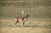 D�dyr. D�dyr p� brunstpladsen i Dyrehaven Dama dama J�gersborg Dyrehave / Sj�lland   pattedyr Hjorte, Cervidae, Parrett�ede hovdyr, Artiodactyla, hjort, d�vildt, gevir, fuldskuffel, dr�vtygger, brunst, fallow deer, d�hjort, dovhjort