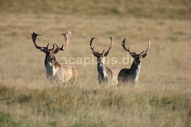 D�dyr. D�dyr p� brunstpladsen i Dyrehaven; Dama dama; J�gersborg Dyrehave / Sj�lland; ; ; pattedyr; Hjorte, Cervidae, Parrett�ede hovdyr, Artiodactyla, hjort, d�vildt, gevir, fuldskuffel, dr�vtygger, brunst, fallow deer, d�hjort, dovhjort