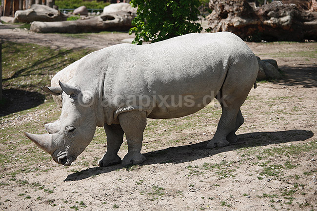N�sehorn. Sydligt bredsnudet n�sehorn eller hvidt n�sehorn; Ceratotherium simum; ZOO / K�benhavn; ; ; pattedyr; Uparrett�ede hovdyr, Perissodactyla