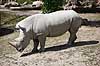 N�sehorn. Sydligt bredsnudet n�sehorn eller hvidt n�sehorn Ceratotherium simum ZOO / K�benhavn   pattedyr Uparrett�ede hovdyr, Perissodactyla