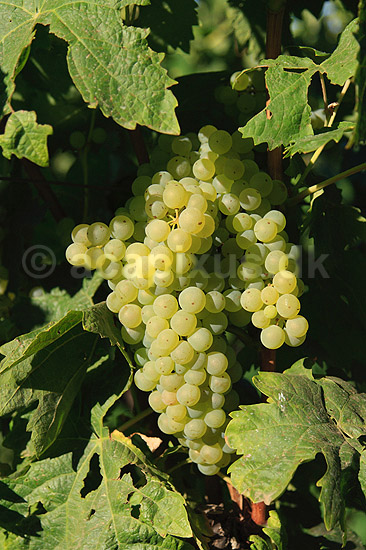 Vindruer. Gr�nne vindruer p� vinstokke n�r Agde; Vitis vinifera; Agde / Roussillon languedoc; Frankrig; ; planter; vin, vinproduktion, hvidvin