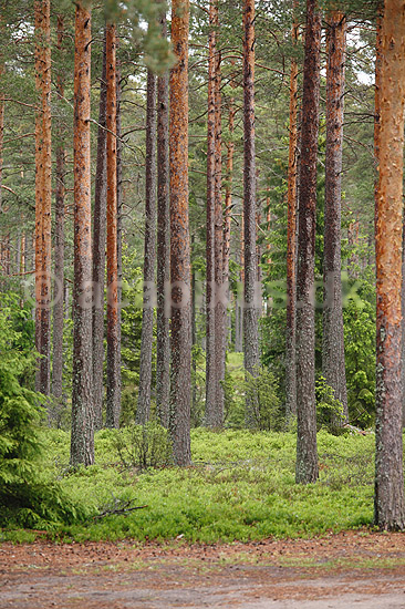 Fyrreskov. Fyrreskov med lyngbevoksning; ; H�kens�s; Sverige; ; ; Skove, tr�er, t�mmer, skovdrift