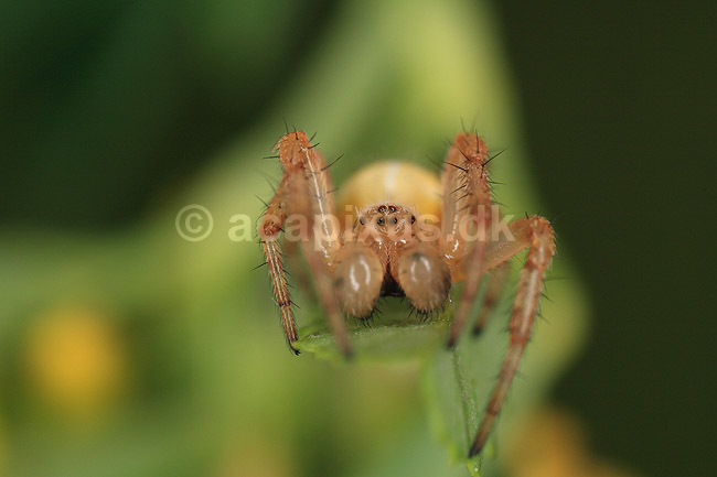 Krabbeedderkop. Krabbeedderkop p� lur efter bytte p� blad; ; ; Danmark; ; spindlere; Krabbeedderkopper, edderkop, edderkopperr, Thomisidae