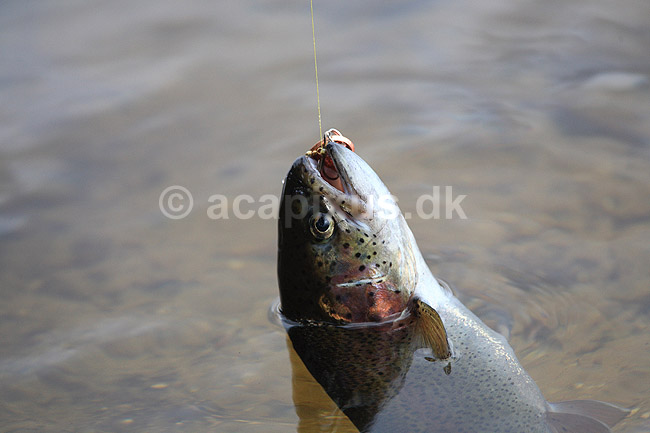 �rred. En �rred er bidt p� spinner-krogen; Salmo gairdneri; H�kens�s; Sverige; ; fisk; �rred, Lystfiskeri, spisefisk, spinner, spinnefiskeri