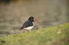 Strandskade. Strandskade s�ger f�de i gr�sset langs kanal i Den Haag Haematopus ostralegus Den Haag Holland  fugle Strandskader, Haematopodidae, M�gefugle og vadefugle, Charadriiformes