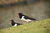 Strandskader. Strandskader s�ger f�de i gr�sset langs kanal i Den Haag Haematopus ostralegus Den Haag Holland  fugle Strandskade, Haematopodidae, M�gefugle og vadefugle, Charadriiformes