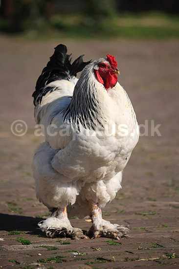 Brahmakok. Brahma racekok af farven hvidsortcolumbia; Gallus domesticus; Loosduinen - kinderboerderij / Den Haag; Holland; ; fugle; Raceh�ns, racehane, Fasanfugle, Phasianidae, H�nsefugle, Galliformes, h�ns, hane