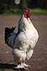 Brahmakok. Brahma racekok af farven hvidsortcolumbia Gallus domesticus Loosduinen - kinderboerderij / Den Haag Holland  fugle Raceh�ns, racehane, Fasanfugle, Phasianidae, H�nsefugle, Galliformes, h�ns, hane