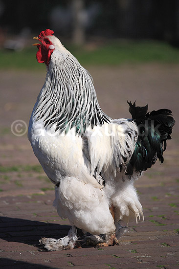Brahmakok. Brahma racekok af farven hvidsortcolumbia; Gallus domesticus; Loosduinen - kinderboerderij / Den Haag; Holland; ; fugle; Raceh�ns, racehane, Fasanfugle, Phasianidae, H�nsefugle, Galliformes, h�ns, hane