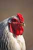 Brahmakok. Brahma racekok af farven hvidsortcolumbia Gallus domesticus Loosduinen - kinderboerderij / Den Haag Holland  fugle Raceh�ns, racehane, Fasanfugle, Phasianidae, H�nsefugle, Galliformes, h�ns, hane