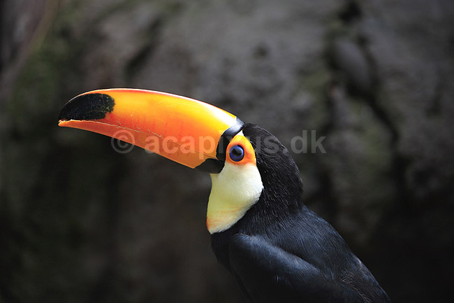 K�mpetukan. K�mpetukan eller Toco toucan; Ramphastos toco; Rotterdam ZOO (Diergaarde Blijdorp); Holland; ; fugle; Tukaner, Ramphastidae, n�b, farver, tucan, k�mpetucan, tucaner, k�mpetucaner