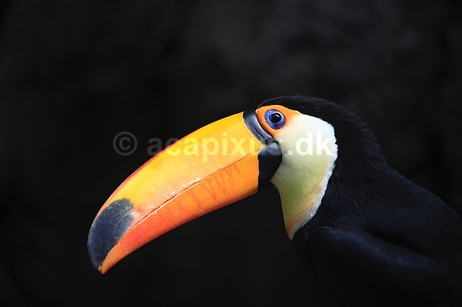 K�mpetukan. K�mpetukan eller Toco toucan; Ramphastos toco; Rotterdam ZOO (Diergaarde Blijdorp); Holland; ; fugle; Tukaner, Ramphastidae, n�b, farver