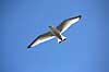 Ride. Ride (ungfugl) flyver over stranden nedenfor kolonien p� Bulbjerg Rissa tridactyla Bulbjerg / Nordjylland   fugle M�gefugle, Laridae, rider, vinger, flyve, flyvning, fugleflugt
