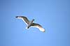 Ride. Ride flyver over stranden nedenfor kolonien p� Bulbjerg Rissa tridactyla Bulbjerg / Nordjylland   fugle M�gefugle, Laridae, rider, vinger, flyve, flyvning, fugleflugt