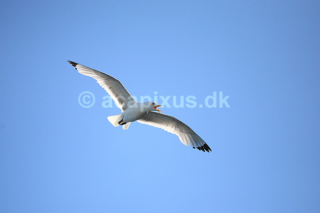 Ride. Ride flyver over stranden nedenfor kolonien p� Bulbjerg; Rissa tridactyla; Bulbjerg / Nordjylland; ; ; fugle; M�gefugle, Laridae, rider, vinger, flyve, flyvning, fugleflugt