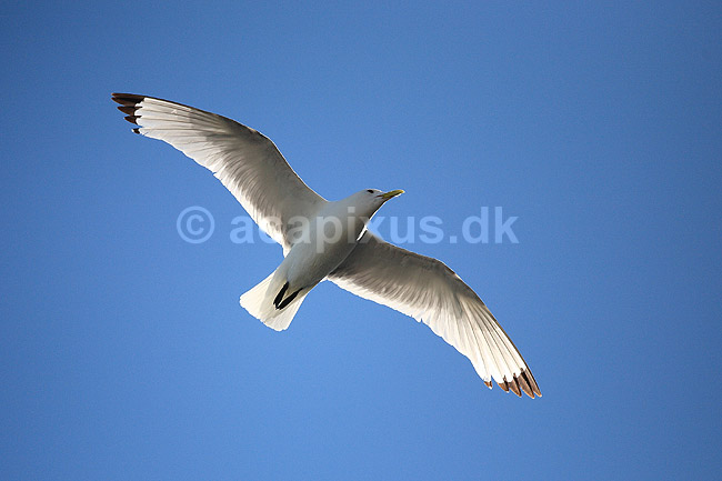 Ride. Ride flyver over stranden nedenfor kolonien p� Bulbjerg; Rissa tridactyla; Bulbjerg / Nordjylland; ; ; fugle; M�gefugle, Laridae, rider, vinger, flyve, flyvning, fugleflugt