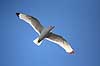 Ride. Ride flyver over stranden nedenfor kolonien p� Bulbjerg Rissa tridactyla Bulbjerg / Nordjylland   fugle M�gefugle, Laridae, rider, vinger, flyve, flyvning, fugleflugt